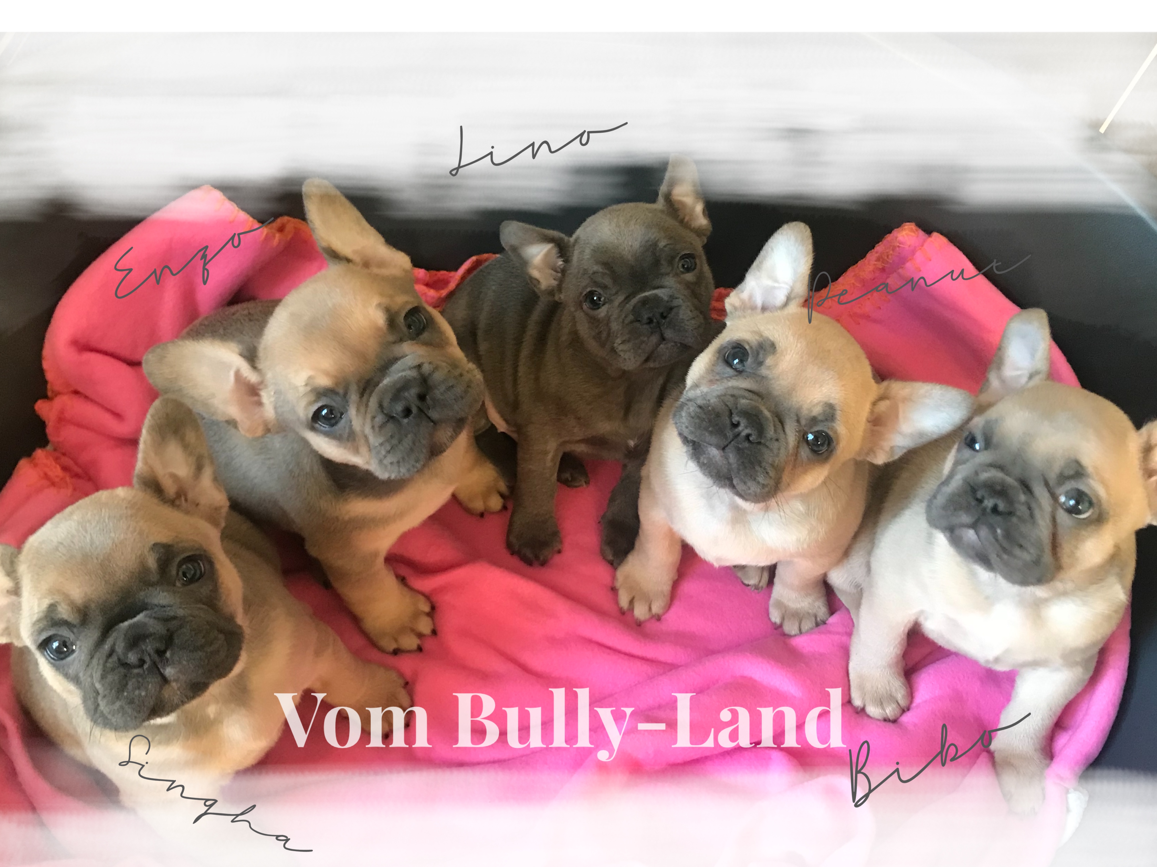Zuchter Gesunder Bullys Vom Bully Land Impressum